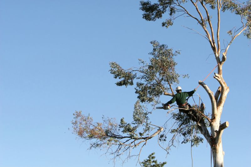 Local Tree Trimming pros at work