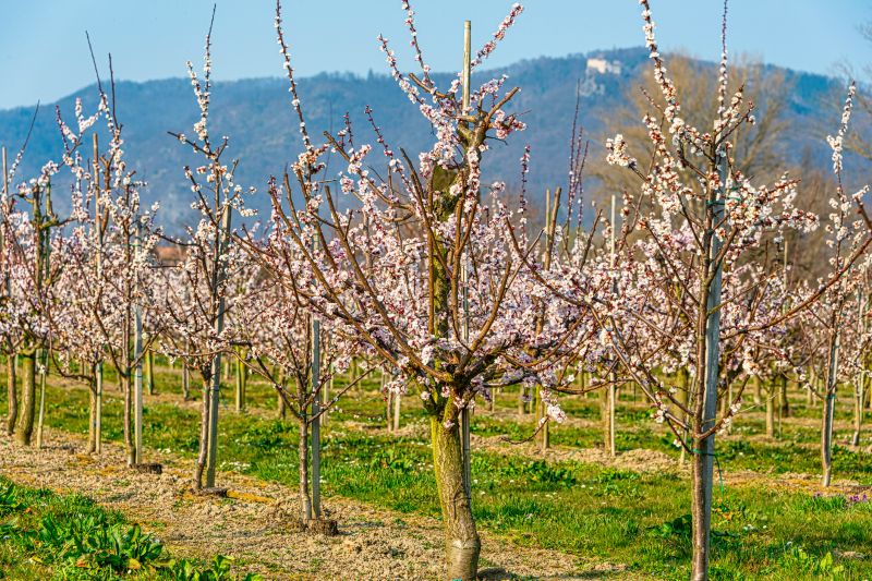 Apple Tree Pruning