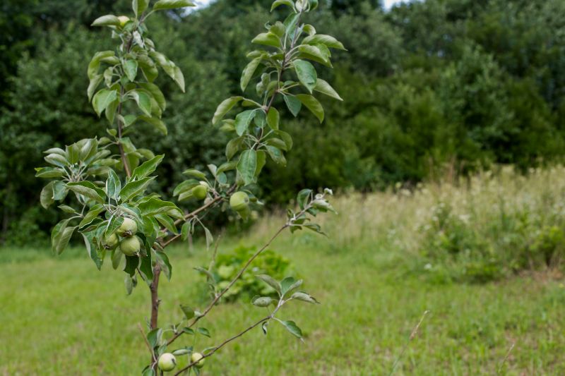 Apple Tree Trimming