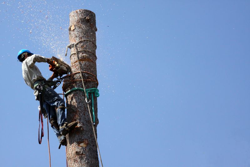 Apple Tree Trimming