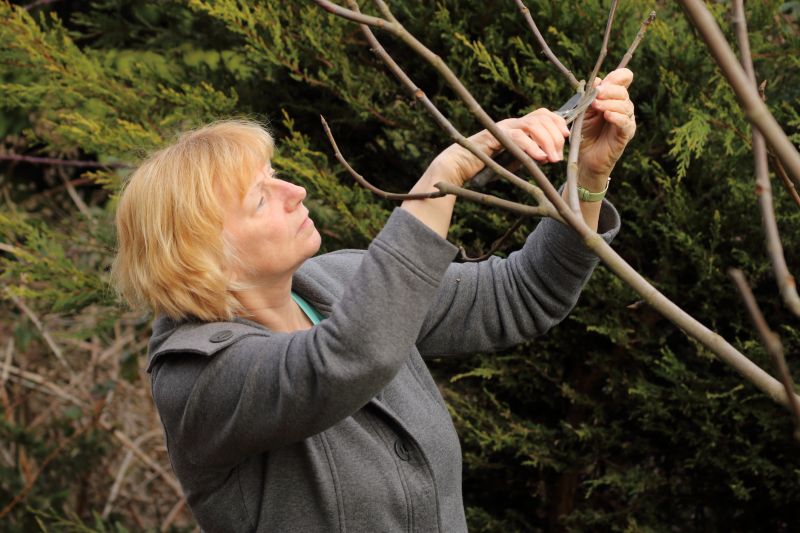 Cedar Tree Pruning