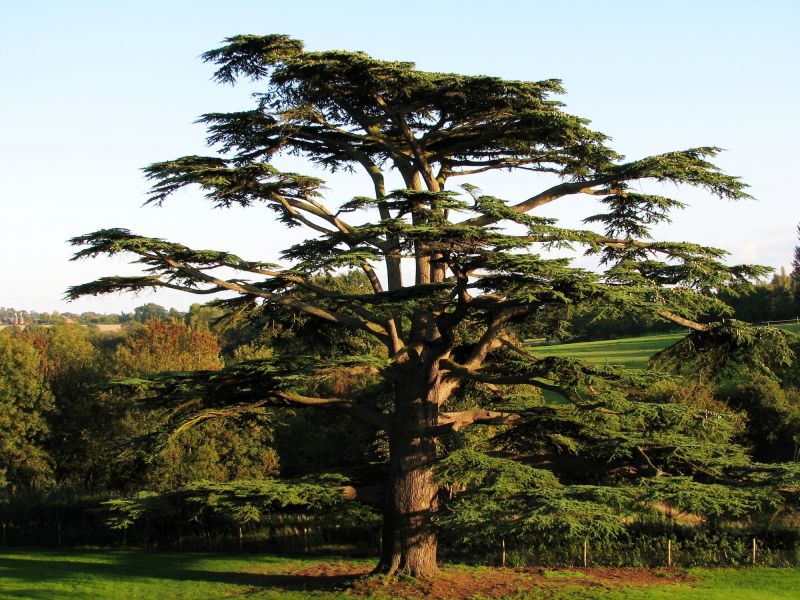 Cedar Tree Trimming