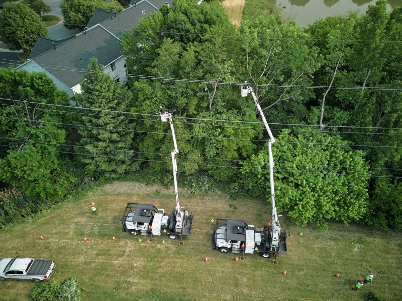 Tree Trimming