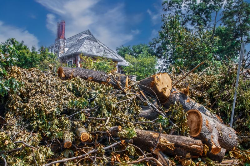 Dead Branch Removal
