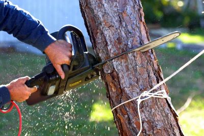Tree Cutting in Progress