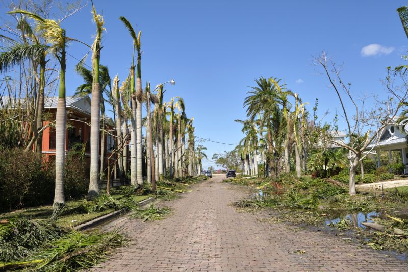 Emergency Tree Service