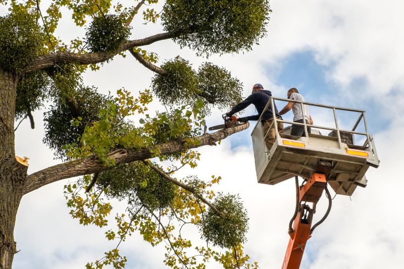 Commercial Tree Service detail
