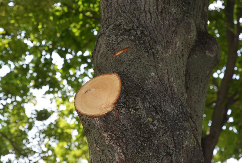Tree Canopy Thinning detail