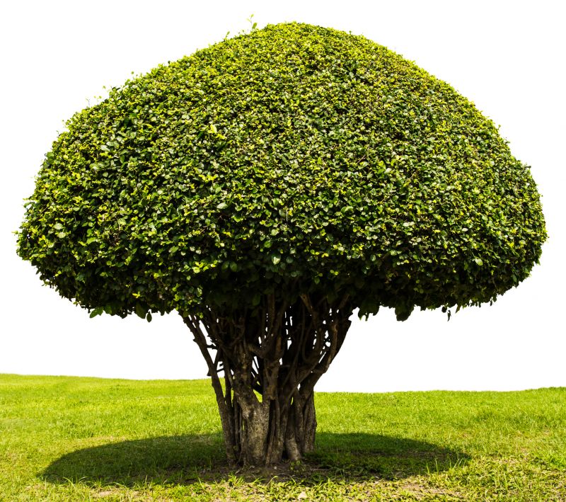 Tree Crown Shaping detail