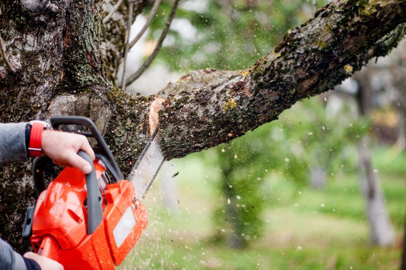 Tree Limbs Removal detail