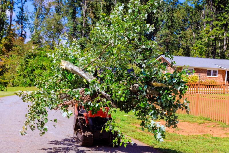 Tree Limbs Removal detail