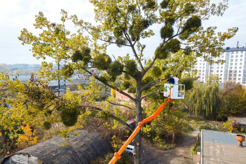Tree Service detail