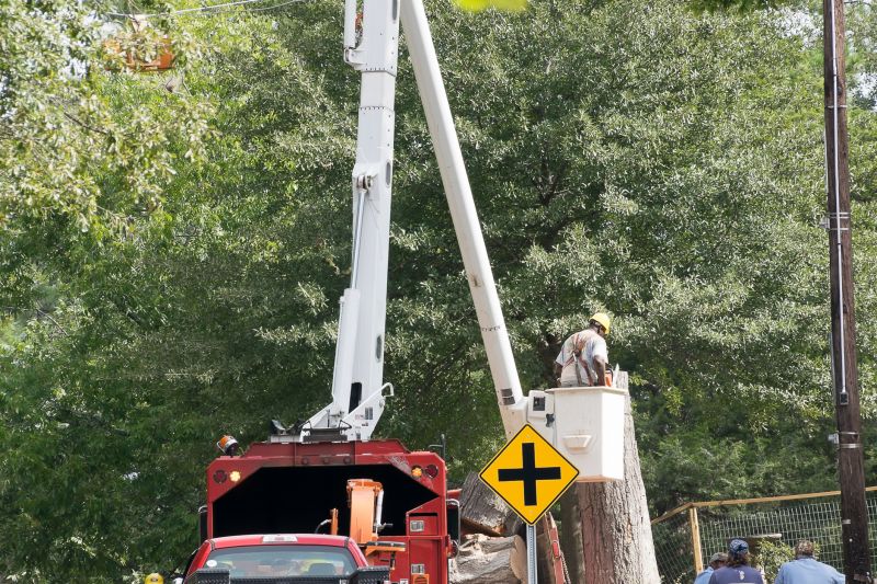 Tree Service detail