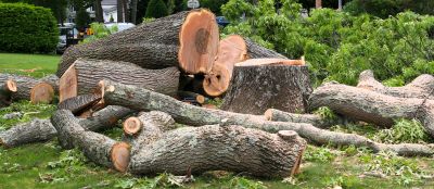 Tree Shaping Service detail