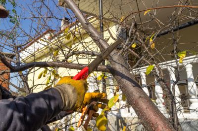 Tree Shearing detail