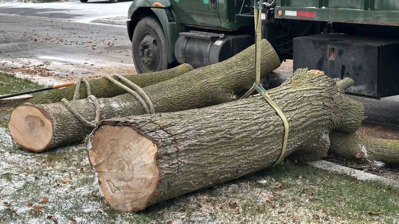 Tree Trimming Service detail
