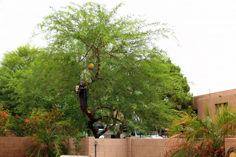 Tree Trimming Service detail