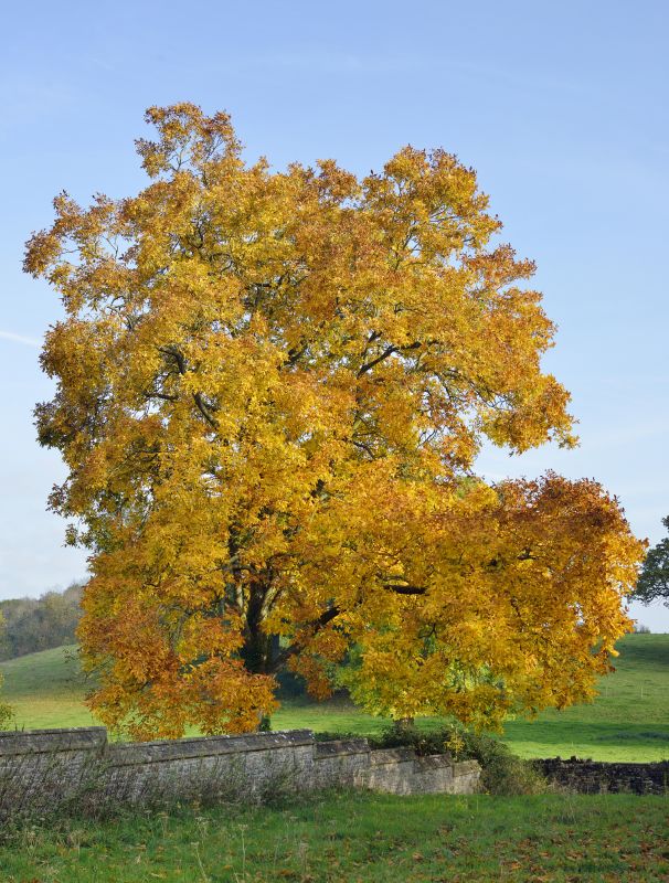 Hickory Tree Pruning
