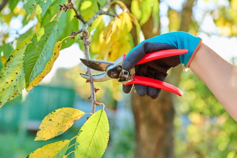 Hickory Tree Pruning
