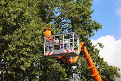Hickory Tree Trimming