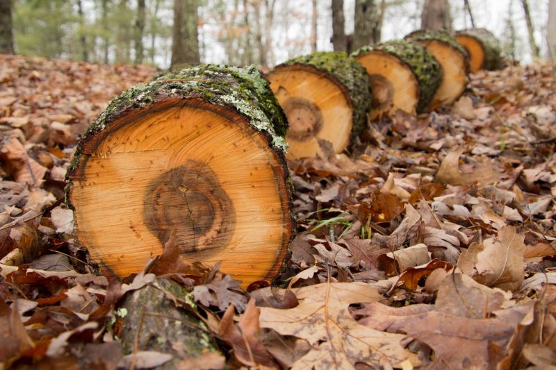 Hickory Tree Trimming