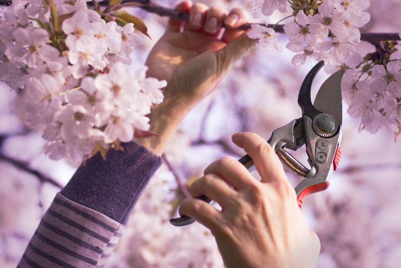 Japanese Maple Pruning