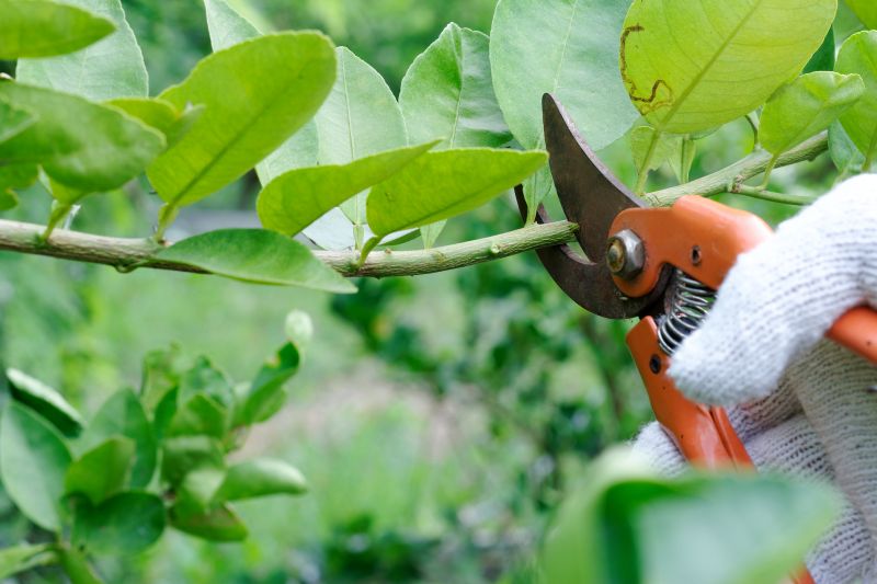 Limb Pruning