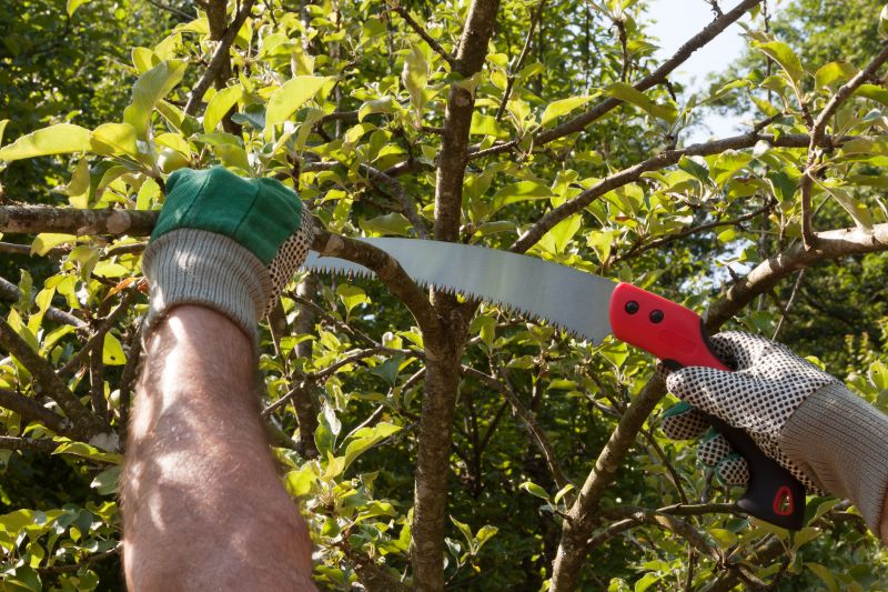 Magnolia Tree Pruning