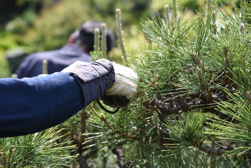 Magnolia Tree Pruning
