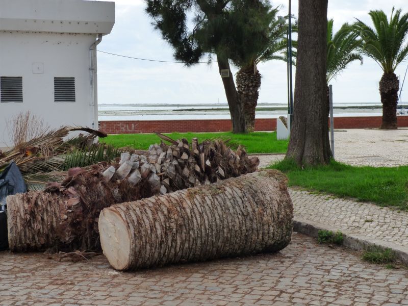 Palm Tree Trimming