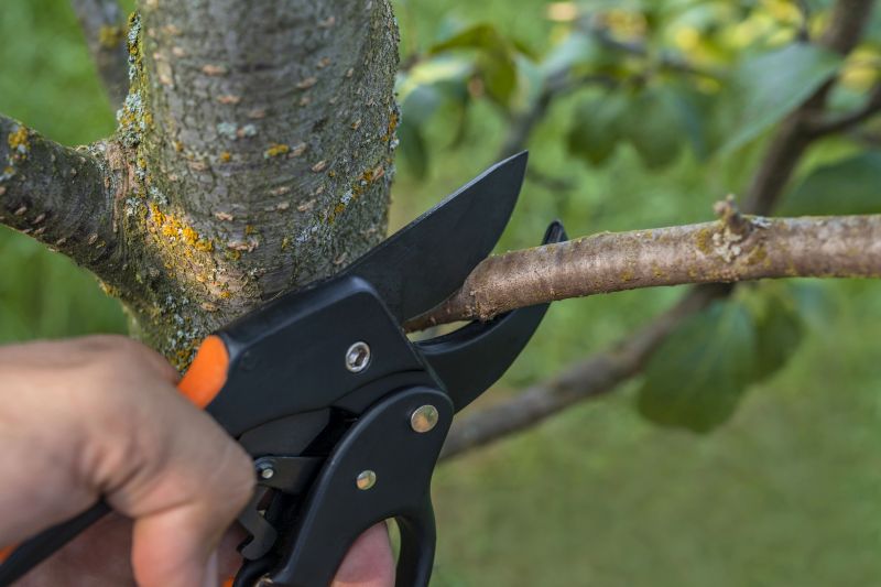 Pear Tree Pruning