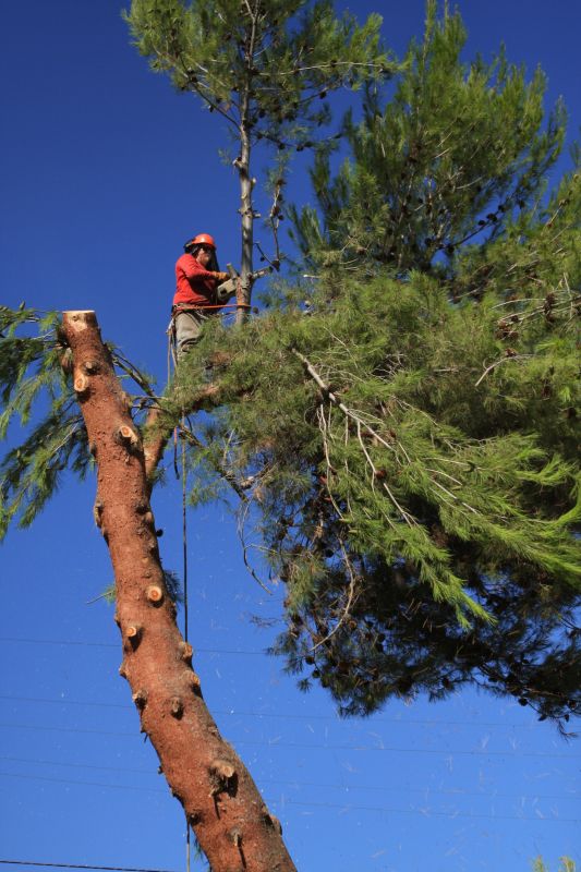 Pine Tree Pruning