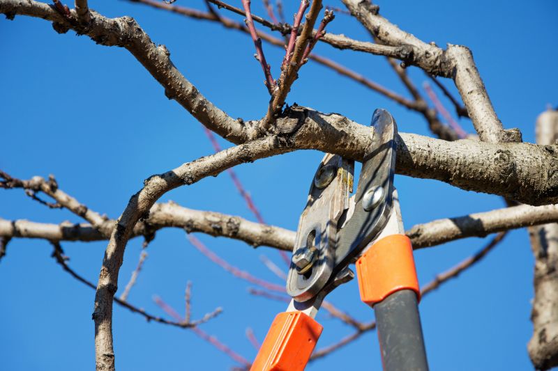 Pine Tree Pruning