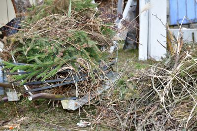 Pine Tree Trimming