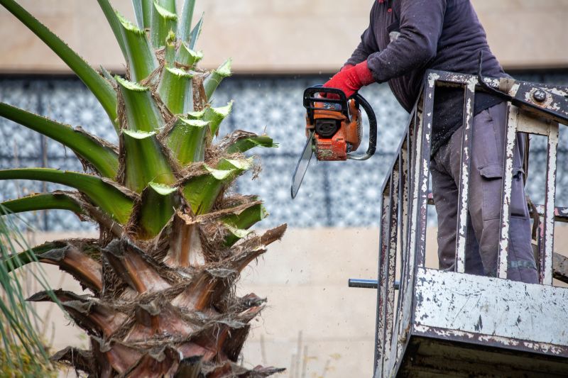 Queen Palm Tree Trimming