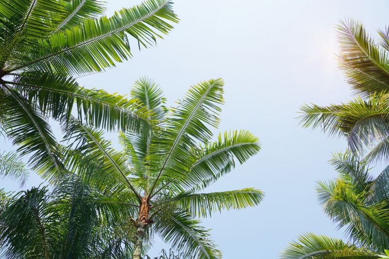 Queen Palm Tree Trimming