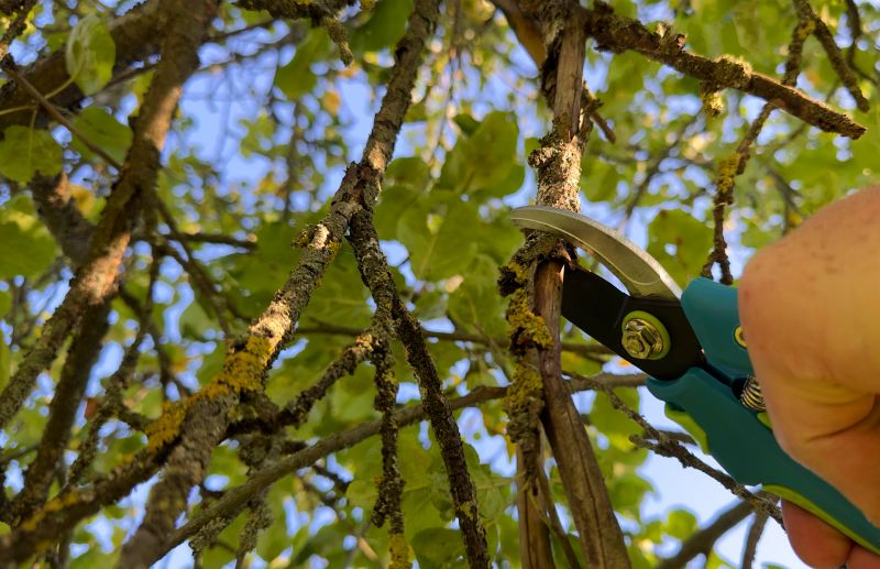 River Birch Pruning