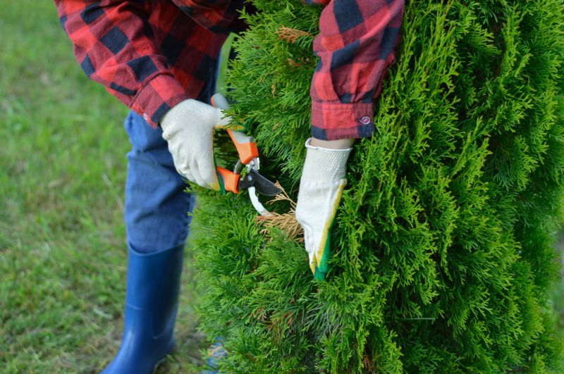 River Birch Trimming
