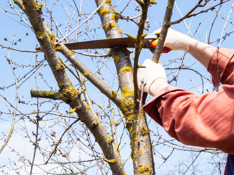 Tree Branch Cutting