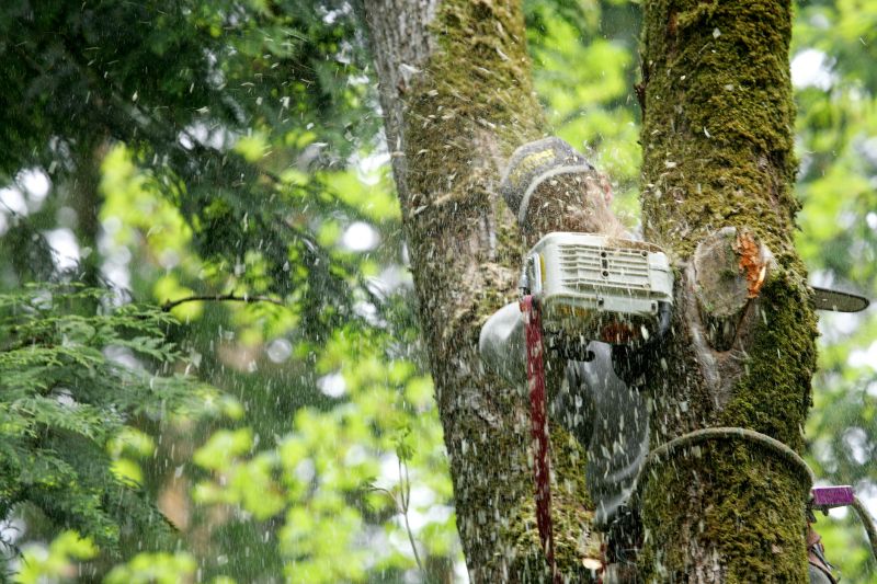 Tree Cutting Service