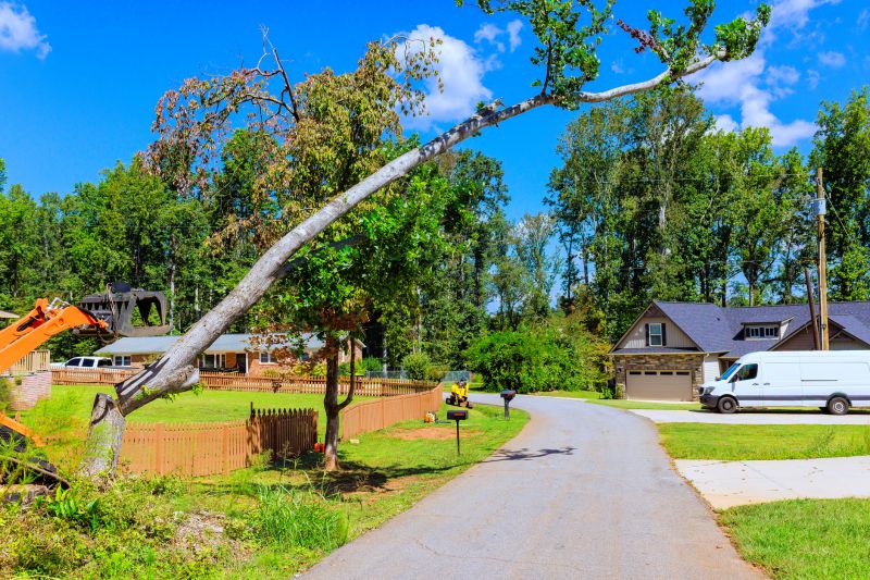 Tree Limbs Removal