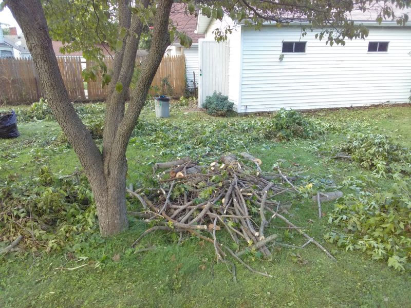 Tree Maintenance Service