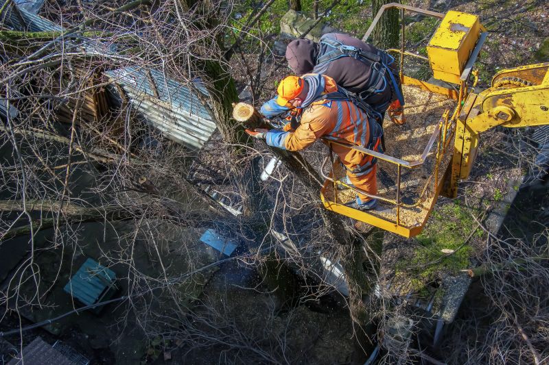Tree Service