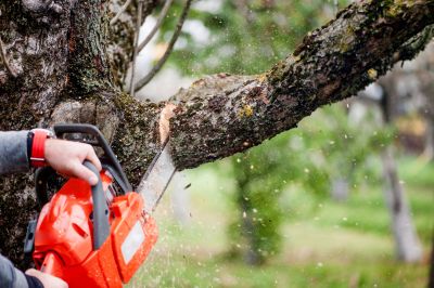 Tree Shaping Service