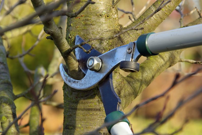 Shaping Trees