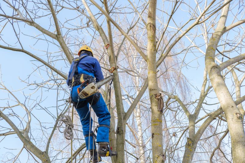 Climbing Tree with Safety Gear
