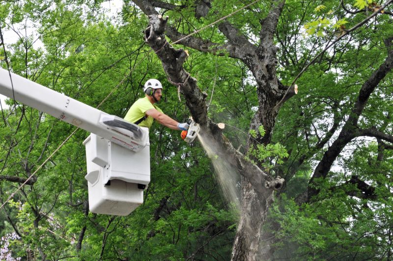 Removing Large Branches