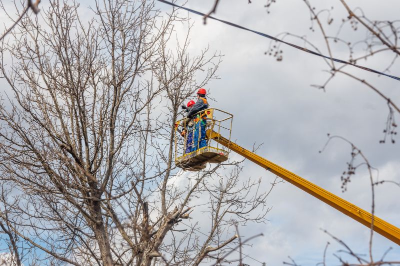 Tree Maintenance