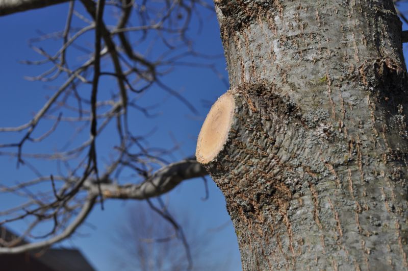 Summer Tree Trimming