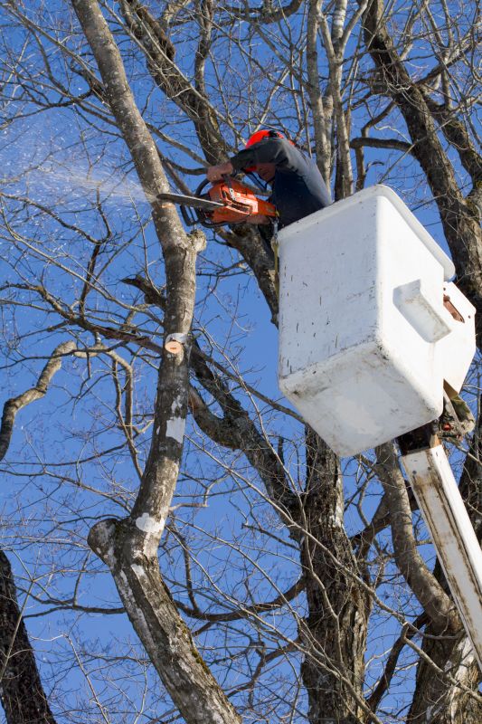 Fall Tree Trimming